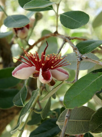 Alternative view of Pineapple Guava Tree (feijoa sellowiana)