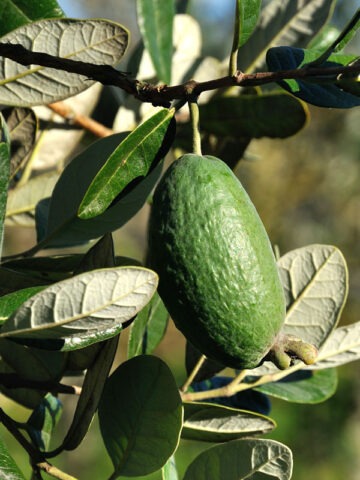 Pineapple Guava Tree (feijoa sellowiana) - Image 4