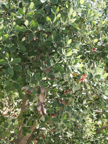 Pineapple Guava Tree (feijoa sellowiana) - Image 3