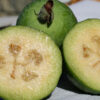 Pineapple Guava Tree (feijoa sellowiana)