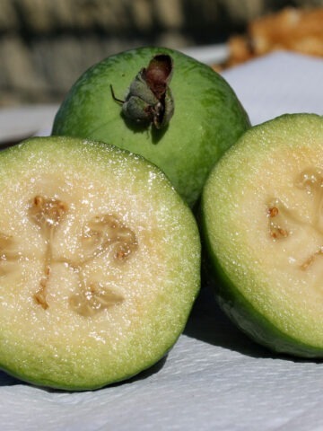 Alternative view of Lg. Pineapple Guava Tree (feijoa sellowiana)