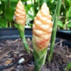 Lg. Tail Feather Ginger Plant Khn Hang (zingiber sp)