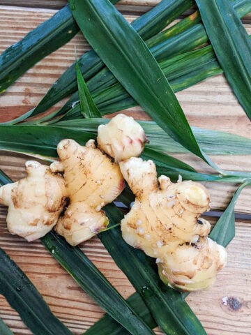 Lg. Culinary Ginger Plant (zingiber officinale)