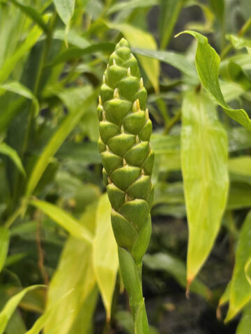 Lg. Culinary Ginger Plant (zingiber officinale) - Image 6