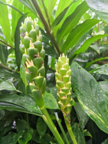 Alternative view of Lg. Culinary Ginger Plant (zingiber officinale)