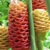 Lg. Hawaiian Beehive Ginger Plant (zingiber spectabile)
