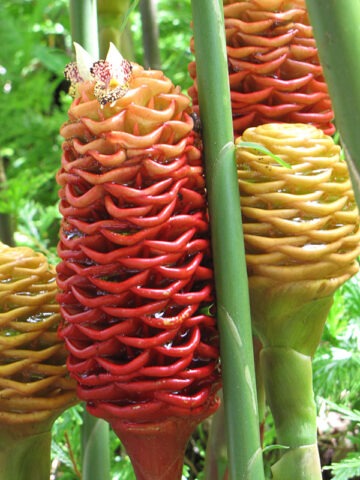 Lg. Hawaiian Beehive Ginger Plant (zingiber spectabile)