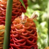 Lg. Spectabile Hilo Giant Ginger Plant (zingiber sp)