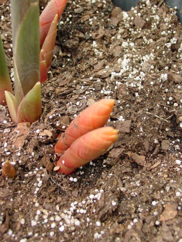 Alternative view of Lg. Collinsii Silver Streak Ginger Plant (zingiber sp)