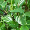 Lg. Zerumbet Darcyi Ginger Plant (zingiber sp)