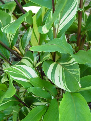 Lg. Zerumbet Darcyi Ginger Plant (zingiber sp)