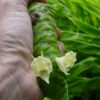 Lg. Hawaiian Shampoo Ginger Plant (zingiber awapuhi)