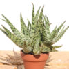 Super Dwarf White Lightning Rosette Plant (aloe x haworthia)