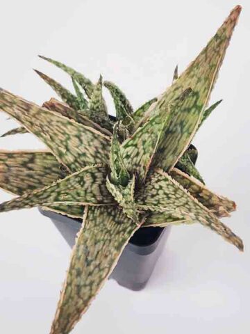 Super Dwarf White Lightning Rosette Plant (aloe x haworthia) - Image 4
