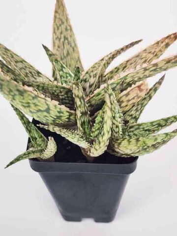 Super Dwarf White Lightning Rosette Plant (aloe x haworthia) - Image 3