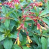 Lg. Southern Firebush Plant (hamelia patens)