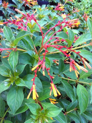 Lg. Southern Firebush Plant (hamelia patens)