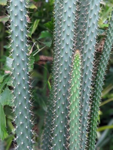 Meandering Giant Red Dragon Apple Cactus Plant (harrisia bonplandii) - Image 5
