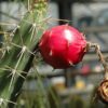 Meandering Giant Red Dragon Apple Cactus Plant (harrisia bonplandii)