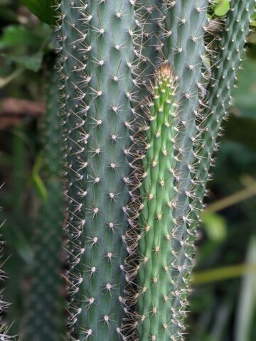 Alternative view of Meandering Giant Red Dragon Apple Cactus Plant (harrisia bonplandii)