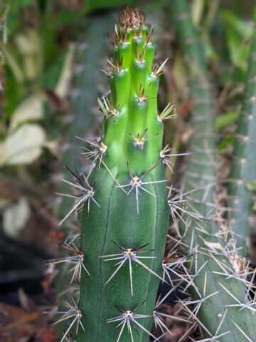 Meandering Giant Red Dragon Apple Cactus Plant (harrisia bonplandii) - Image 4