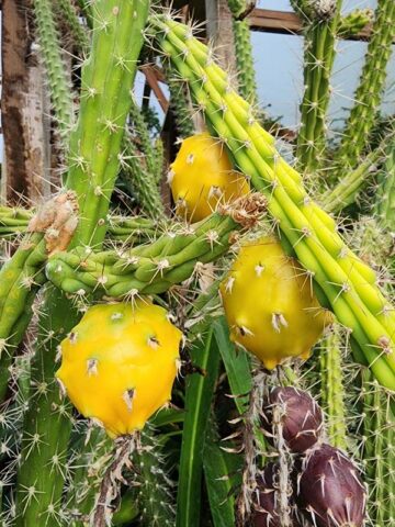 Upright Gold Dragon Apple Cactus Plant (harrisia eriophora) - Image 6