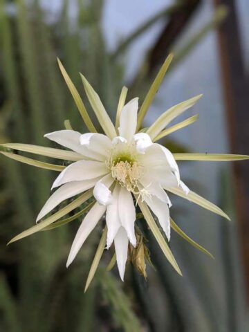 Upright Gold Dragon Apple Cactus Plant (harrisia eriophora) - Image 7