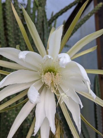 Upright Gold Dragon Apple Cactus Plant (harrisia eriophora) - Image 4