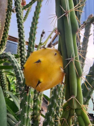 Alternative view of Upright Gold Dragon Apple Cactus Plant (harrisia eriophora)