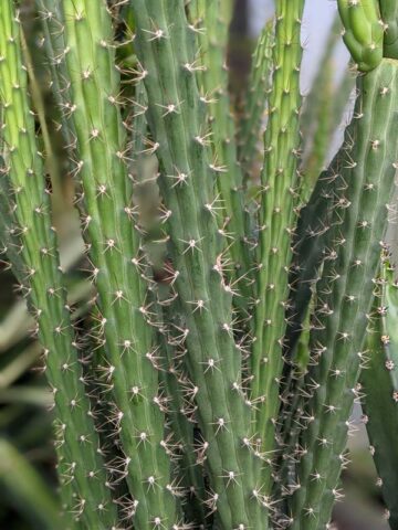 Upright Gold Dragon Apple Cactus Plant (harrisia eriophora) - Image 8