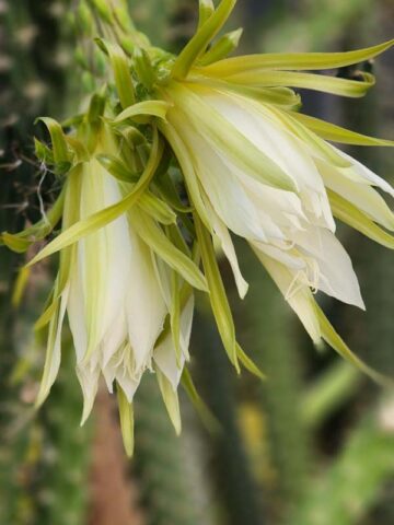 Upright Gold Dragon Apple Cactus Plant (harrisia eriophora) - Image 5