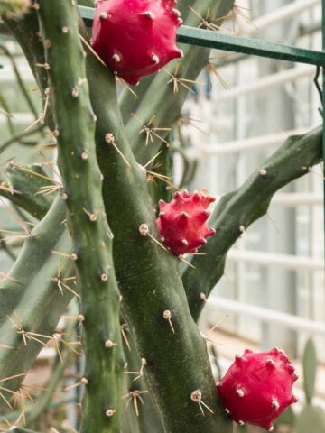 Alternative view of Heavy Producer, Fragrant Red Dragon Apple Cactus Plant (harrisia fragrans)