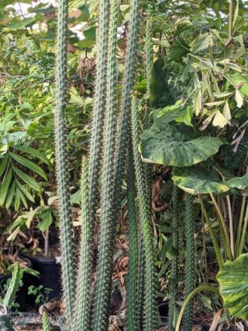 Heavy Producer, Fragrant Red Dragon Apple Cactus Plant (harrisia fragrans) - Image 9