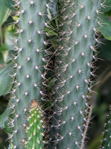 Heavy Producer, Fragrant Red Dragon Apple Cactus Plant (harrisia fragrans) - Image 7