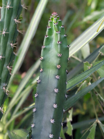 Lg. Night Queen Columnar Red Dragon Apple Cactus Plant (harrisia jusbertii) - Image 6
