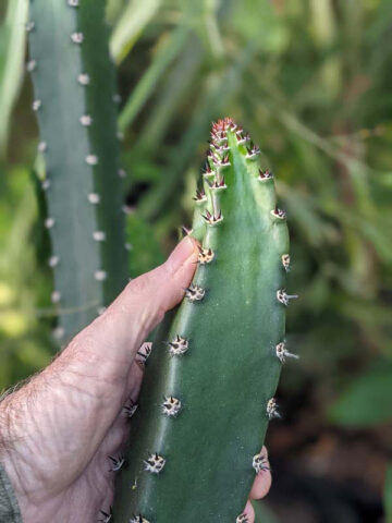 Lg. Night Queen Columnar Red Dragon Apple Cactus Plant (harrisia jusbertii) - Image 7