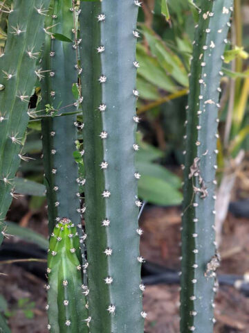 Lg. Night Queen Columnar Red Dragon Apple Cactus Plant (harrisia jusbertii) - Image 8