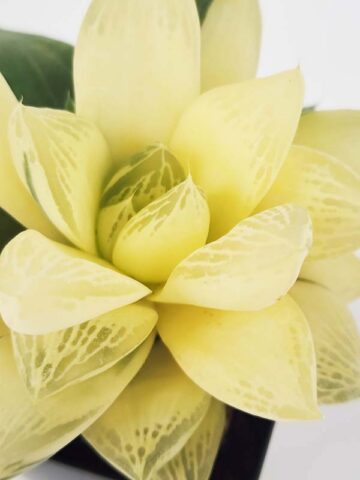 Alternative view of Petite Attenuata Caespitosa Variegated Haworthia Plant (aloe-like)