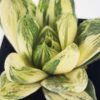 Petite Attenuata Caespitosa Variegated Haworthia Plant (aloe-like)
