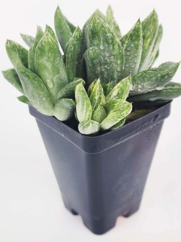 Popular Attenuata High Color Blush Haworthia Plant (aloe-like) - Image 4