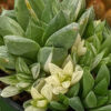 Popular Attenuata High Color Blush Haworthia Plant (aloe-like)