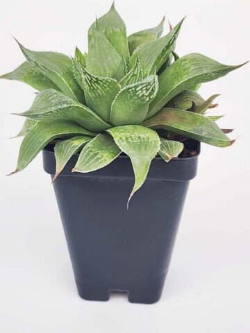 Cute Little Acumulata Variegata Haworthia Plant (aloe-like) - Image 3