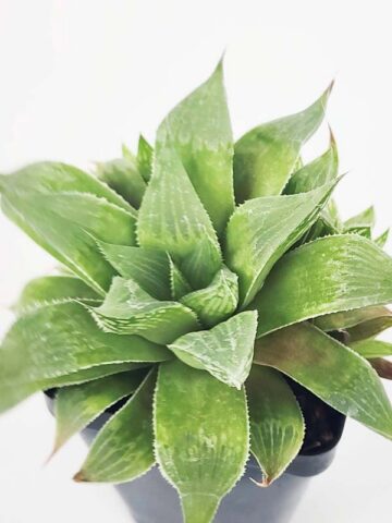 Alternative view of Cute Little Acumulata Variegata Haworthia Plant (aloe-like)
