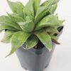 Cute Little Acumulata Variegata Haworthia Plant (aloe-like)