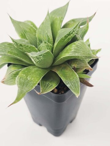 Cute Little Acumulata Variegata Haworthia Plant (aloe-like)