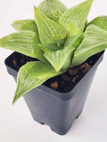 Alternative view of Popular Acumulata Variegata Tulip Haworthia Plant (aloe-like)