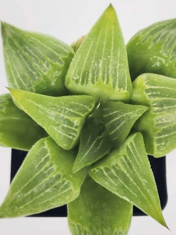 Popular Acumulata Variegata Tulip Haworthia Plant (aloe-like)