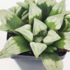 Gorgeous Byakuya Midnight Star Haworthia Plant (aloe-like)
