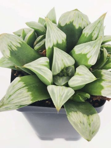 Gorgeous Byakuya Midnight Star Haworthia Plant (aloe-like)