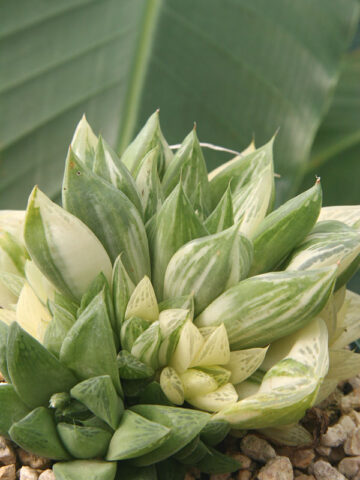 Alternative view of Rare Cymbiformis #2 Variegated Transparent Haworthia Plant (aloe-like)